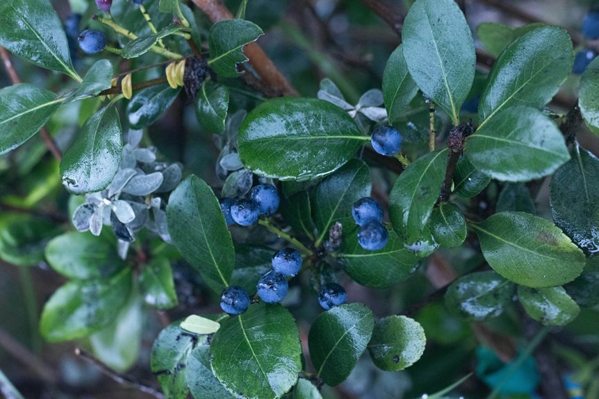 lectin theory and blueberries